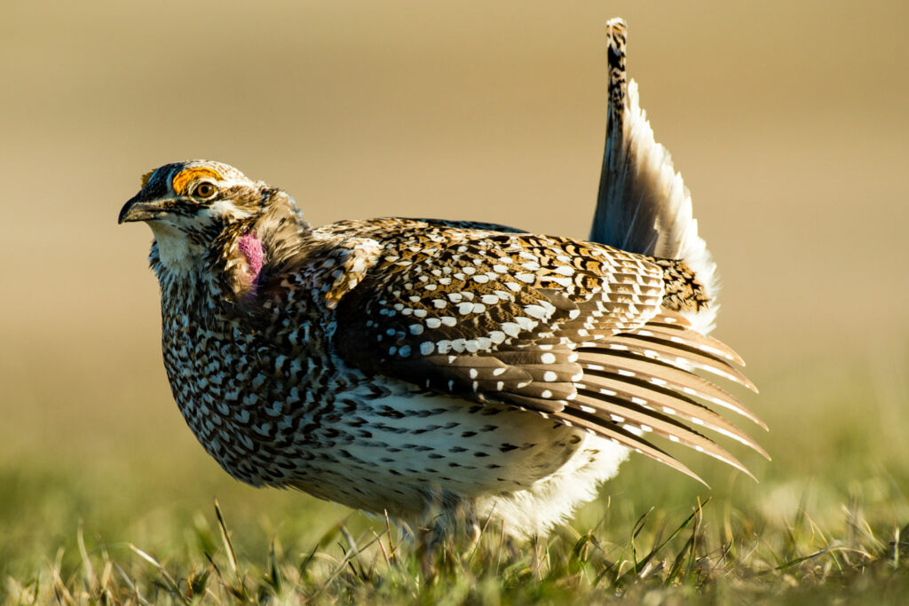 A male sharp-tailed grouse on a lek during mating season.