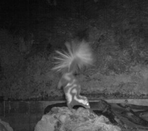 Night vision image of spotted skunk lifting back legs in a headstand.