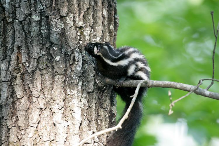 Eastern spotted skunk on a tree branch.