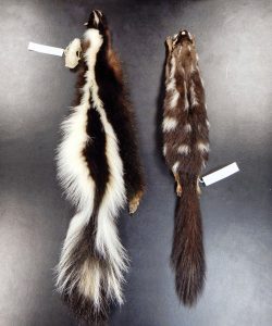 Skins of striped and spotted skunks on a table