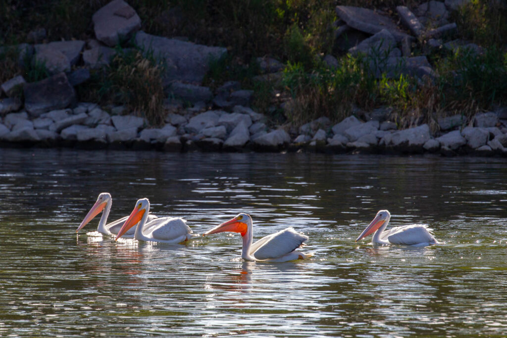 White American pelicans fish at the inlet area of Sutherland Reservoir SRA in Nebraska
