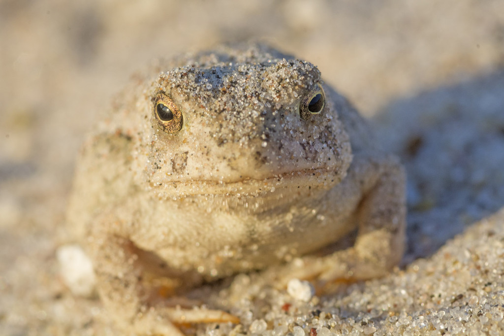 Sand sticks to a toad's skin.