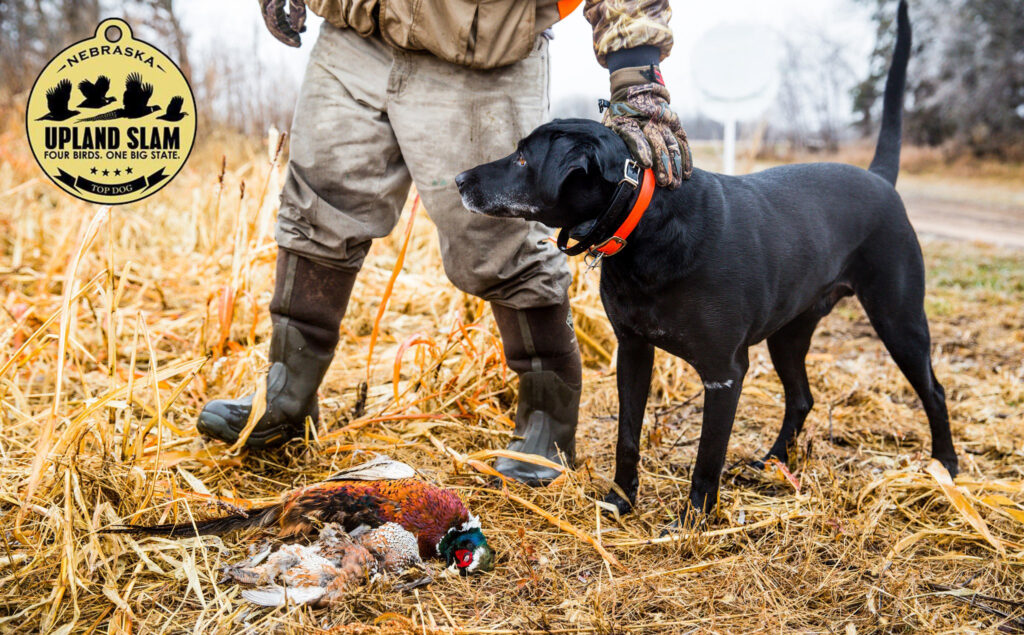 A hunting dog standing by hunter and harvested pheasant.