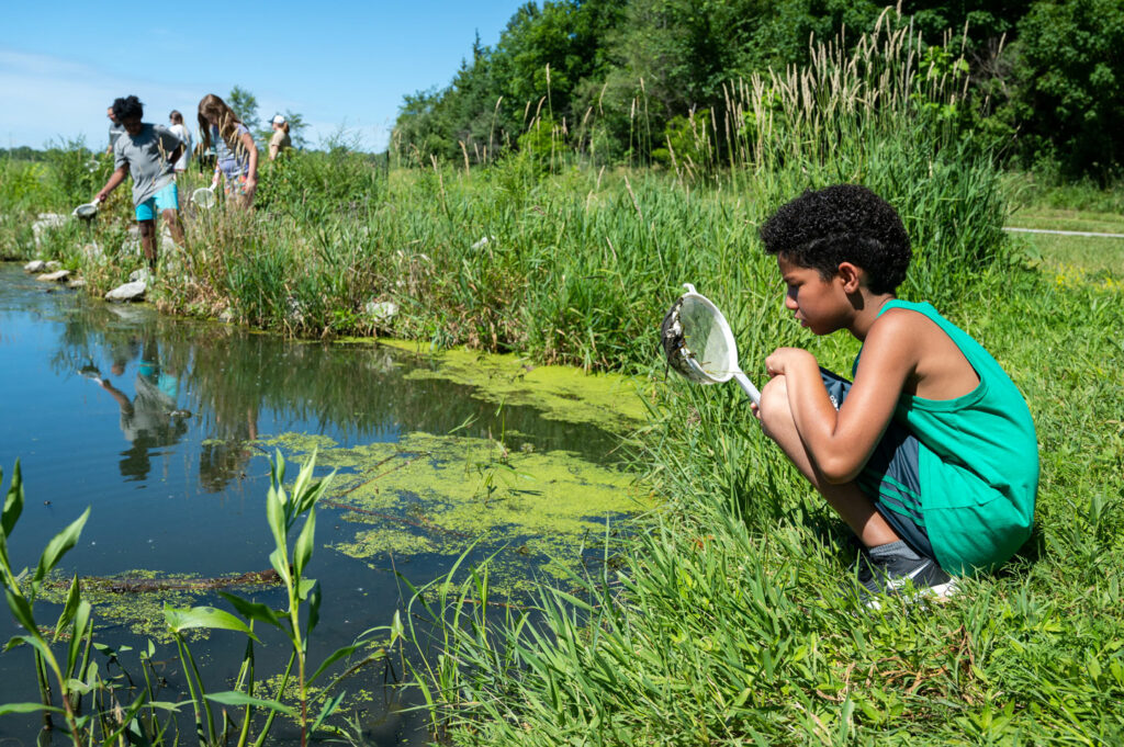 A boy looks at a strainer he is using to observe plant matter in an urban wetland.