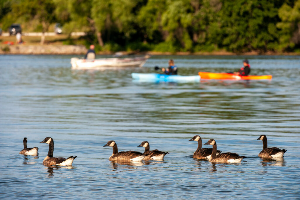 Canada geese swim in the foreground of a lake while kayakers and boaters go by in the background