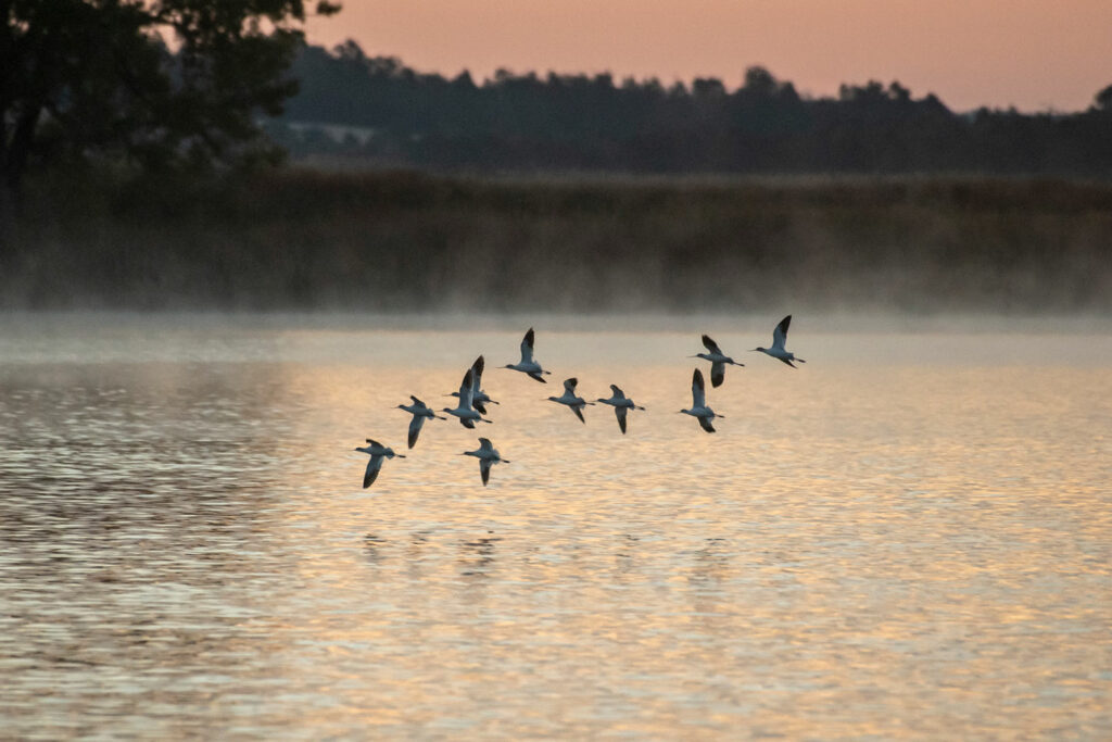 A group of American avocets flies over a lake at sunrise.