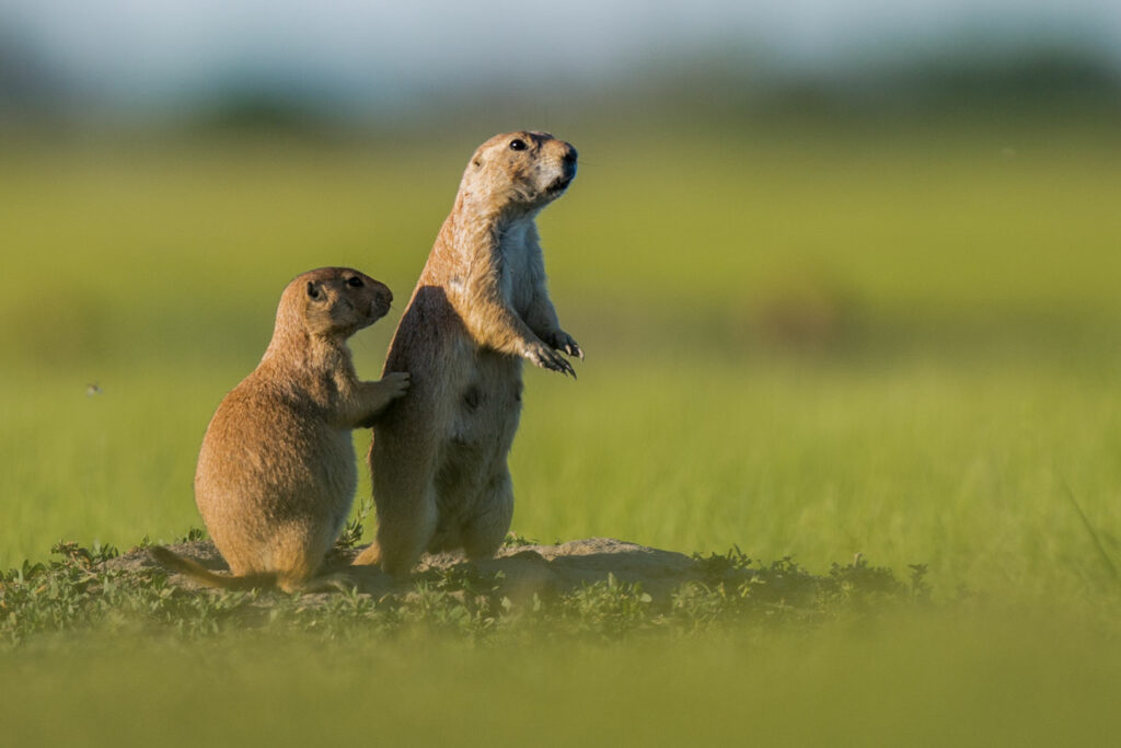 two prairie dogs stand above their burrow in a Nebraska field