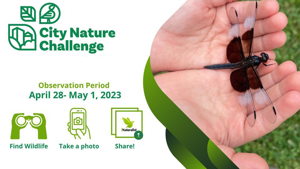 Help document urban wildlife by participating in City Nature Challenge