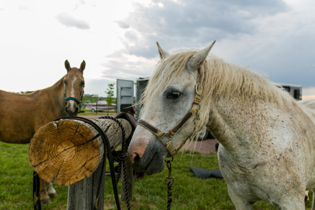 Two horses tied to a hitch