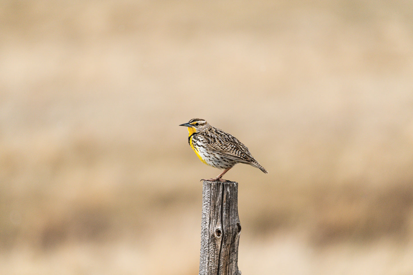 Read More: Participate in first Nebraska Birding Bowl