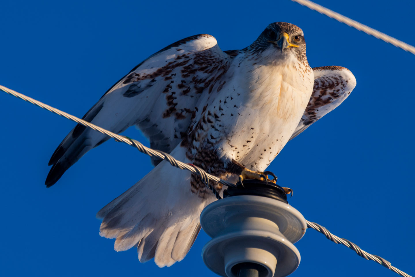 Train to be a Master Naturalist in October