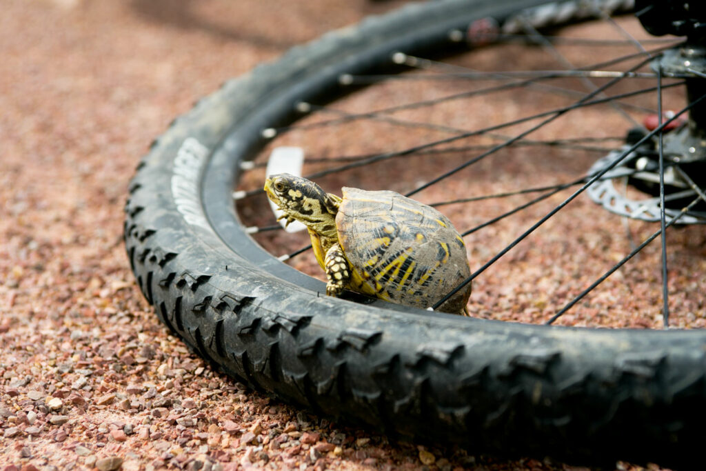 A box turtle climbing over bike tires on the Cowboy Trail.