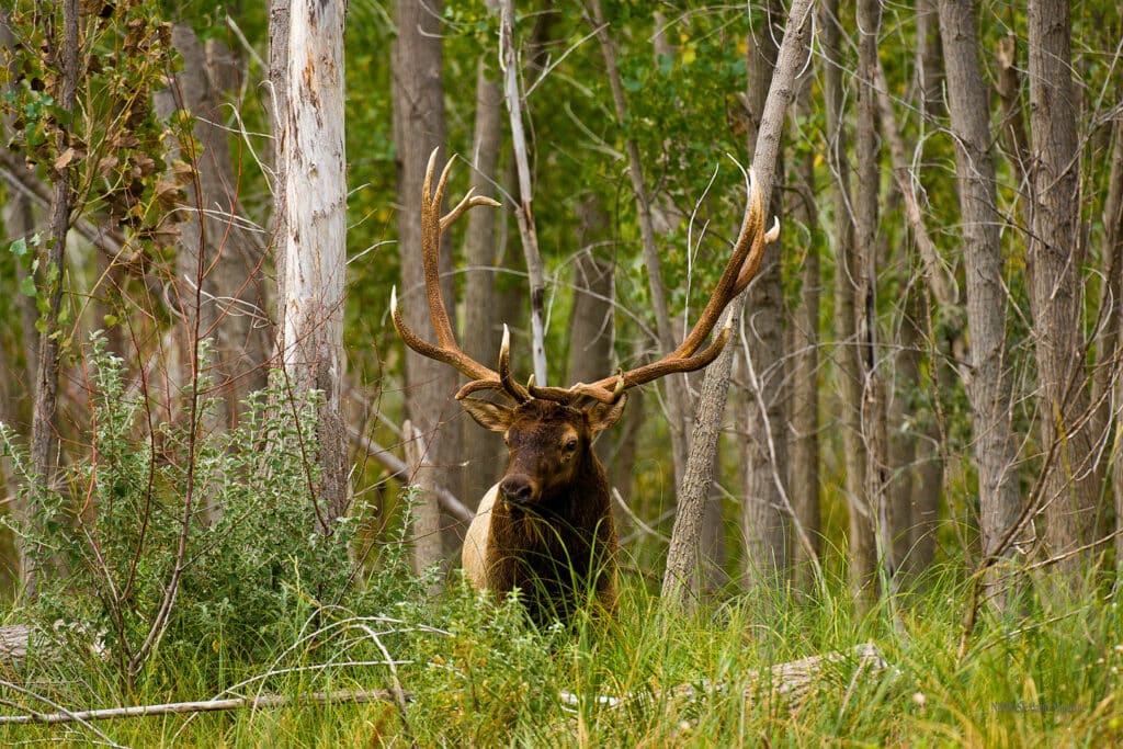 A bull elk stands at the edge of a forest.