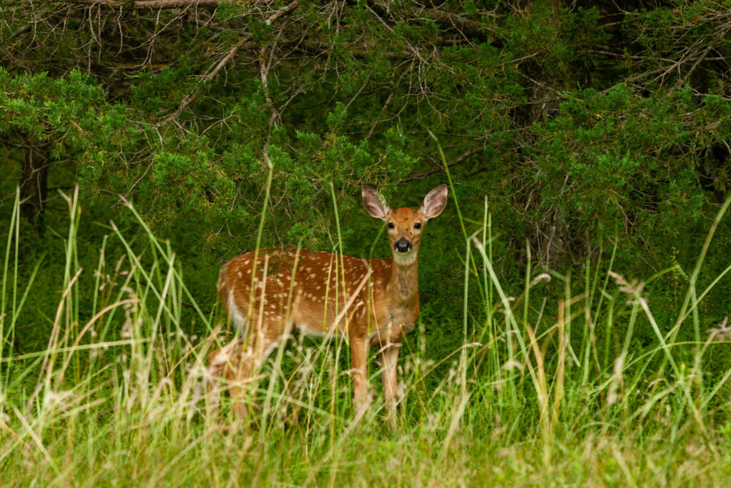 A white-tailed deer fawn stands at the edge of the forest at Keller SRA.