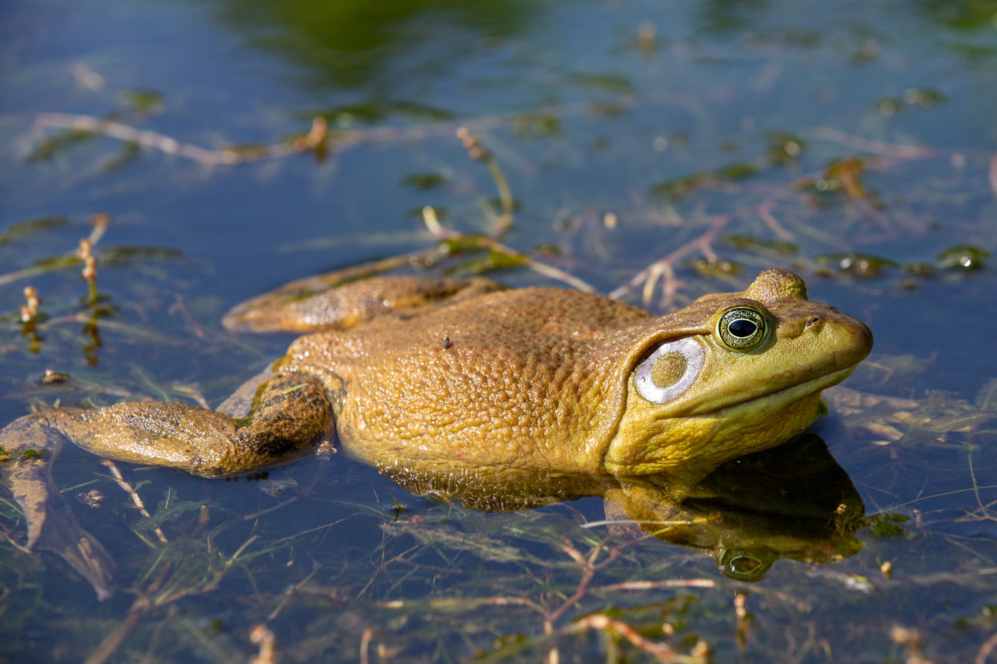 Close-up of an American bullfrog in a lake