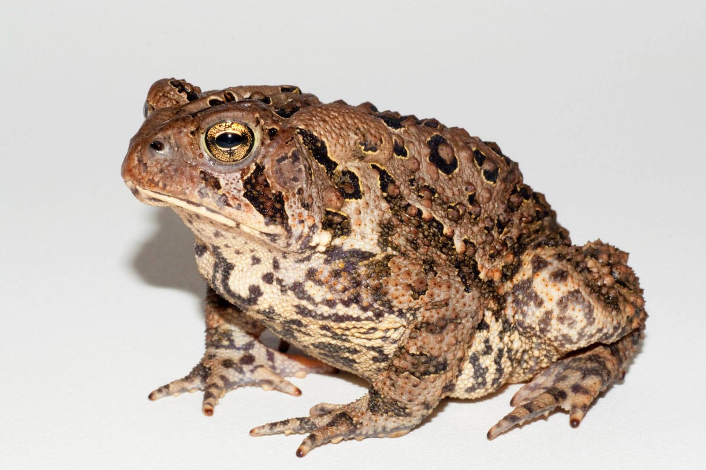 Close-up of an American toad