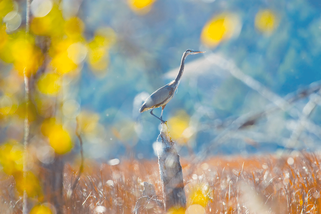A blue heron stands on a stump.