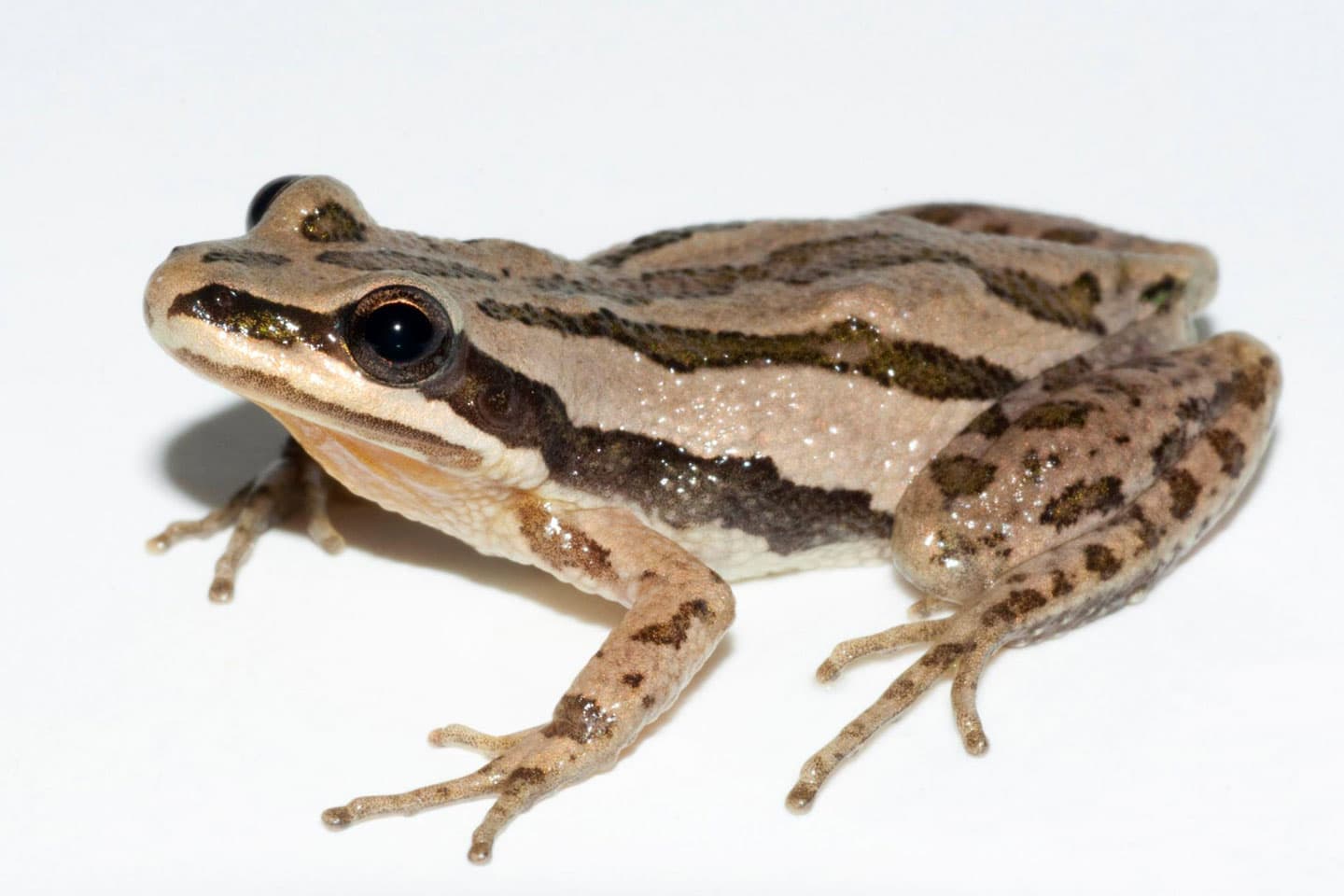 Close-up of a Boreal Chorus Frog