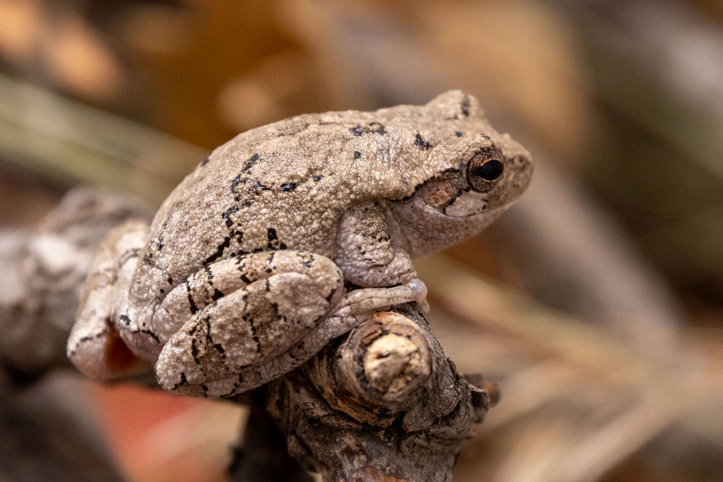 Close-up of a Cope’s Gray Treefrog