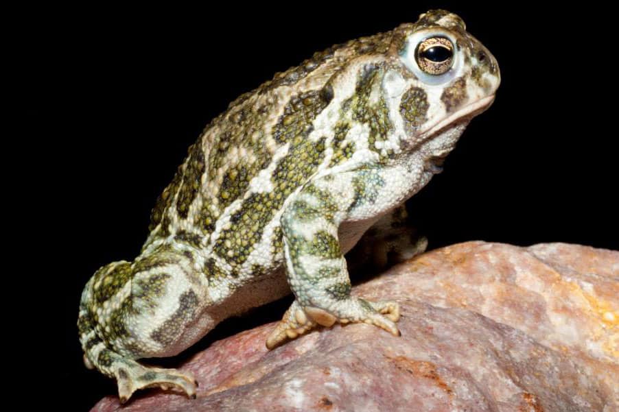 Close-up of a Great Plains Toad