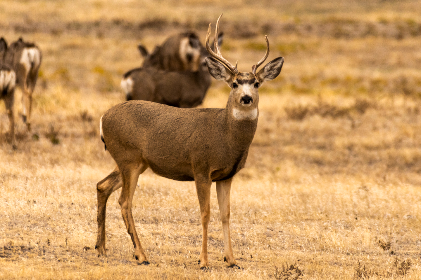 Read More: Deer Hunter Survey