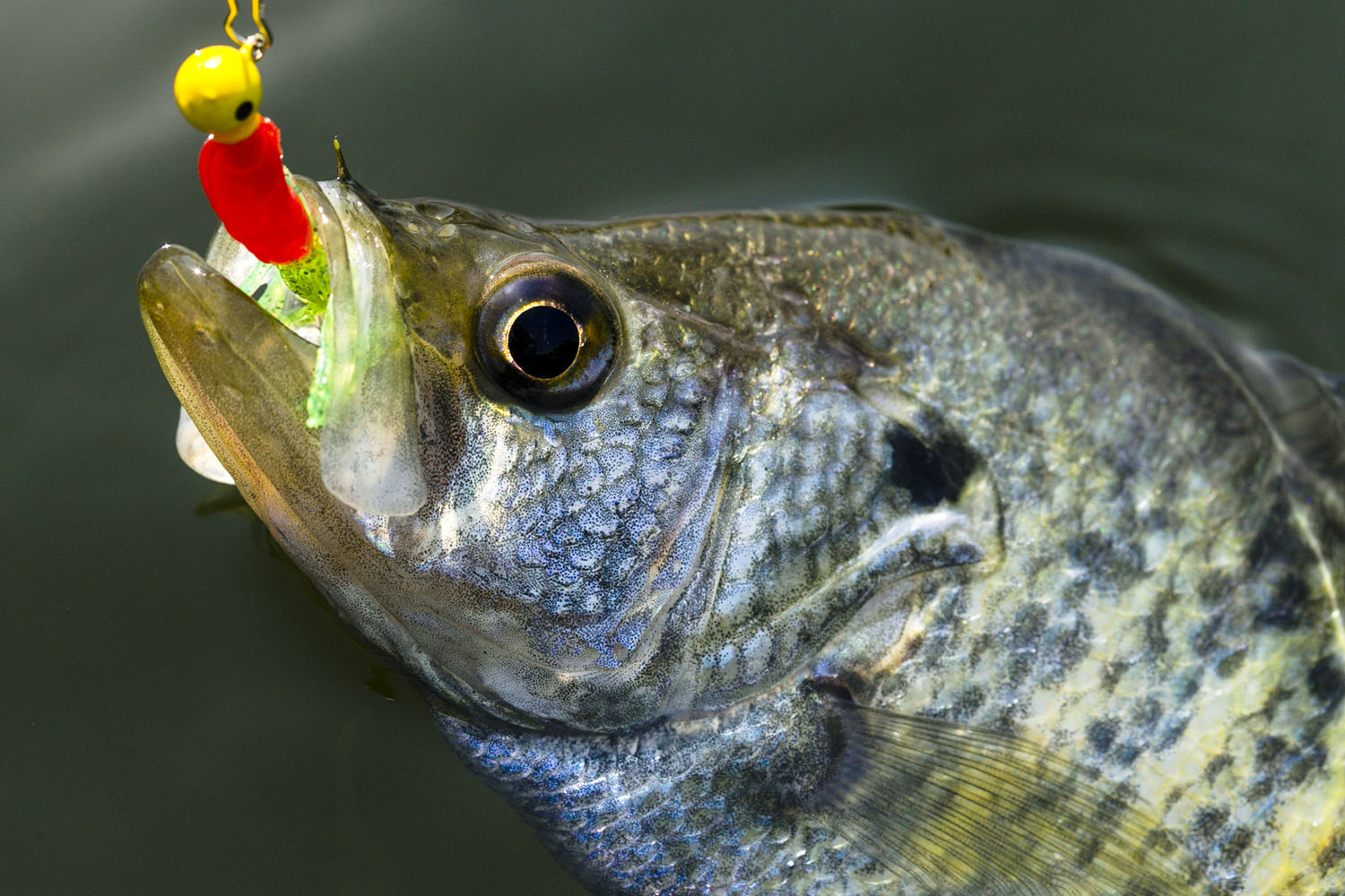 Jigging With Plastics For Crappies - Game & Fish