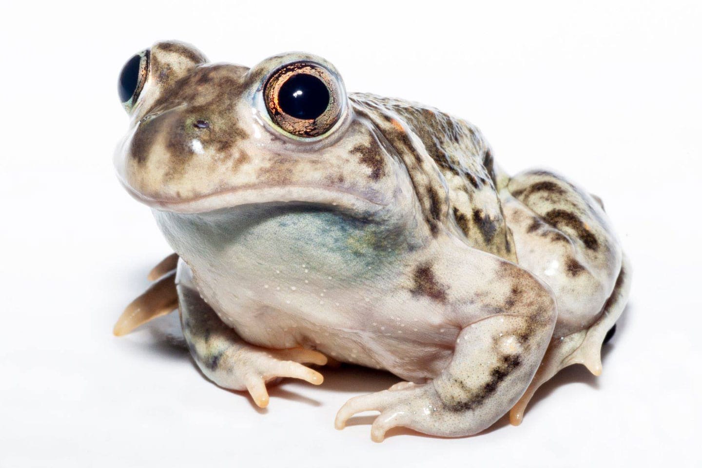 Close-up of a plains spadefoot toad