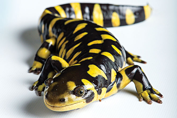 Close-up of a Barred tiger salamander