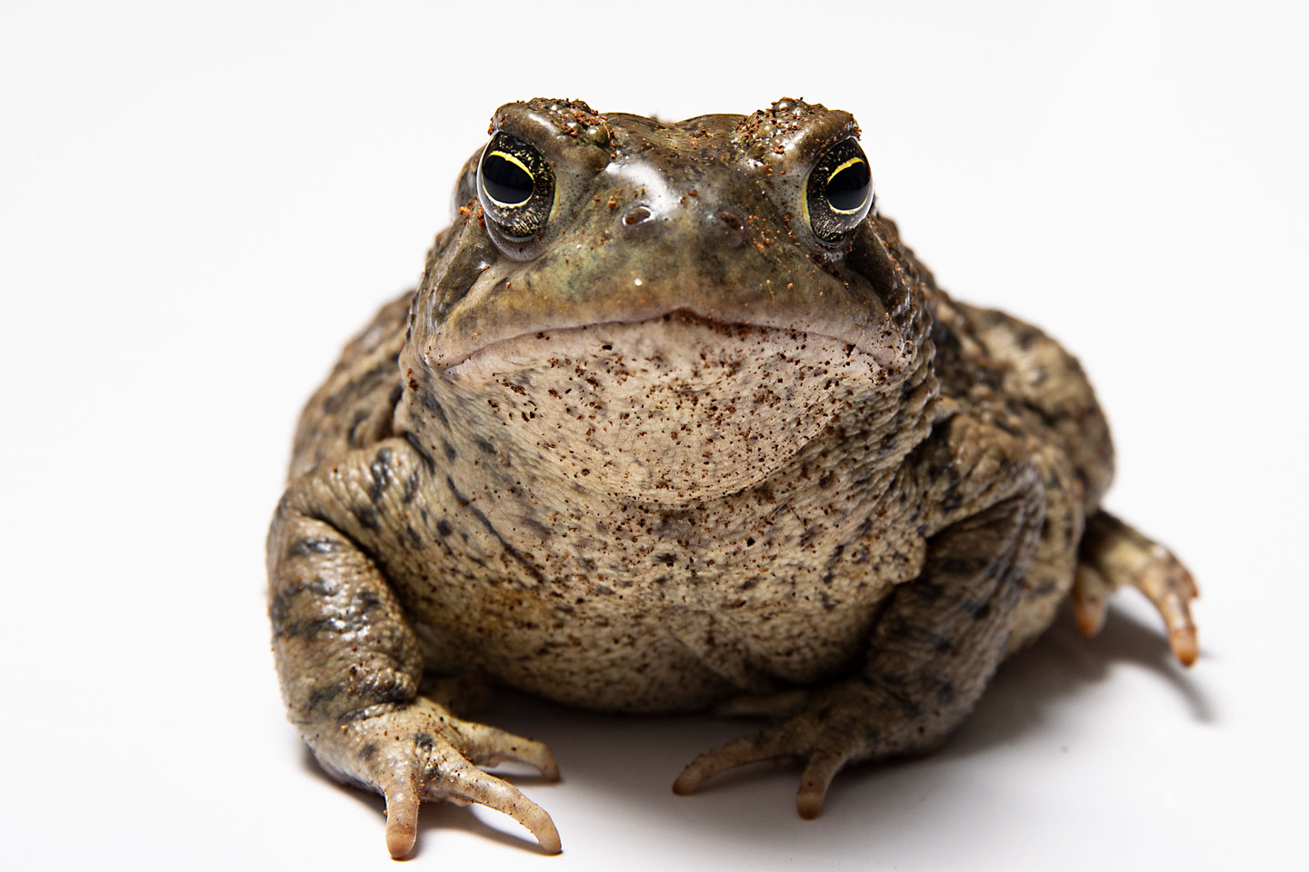 Close-up of a Woodhouse's toad