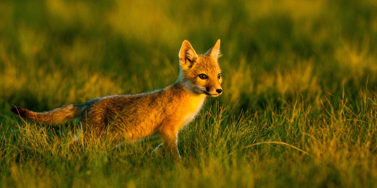 Foxes Are Animals From Canada Background, Fox Picture, Fox, Animal