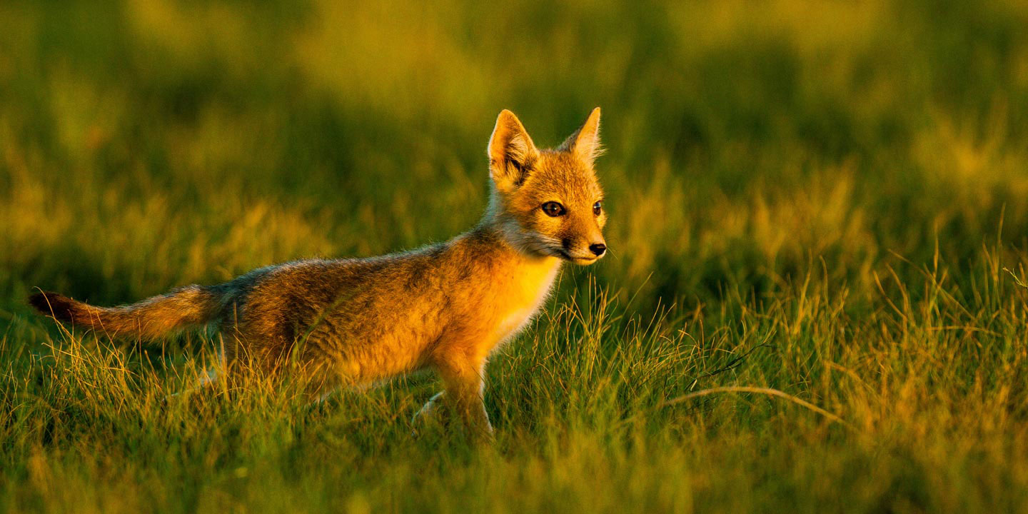 Swift Fox | Nebraska Game & Parks Commission