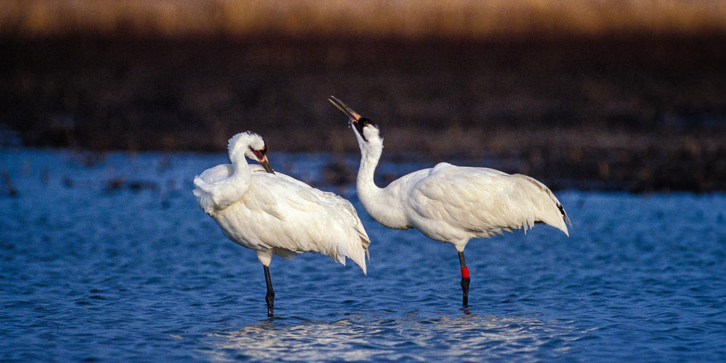 Whooping Crane  Nebraska Game & Parks Commission