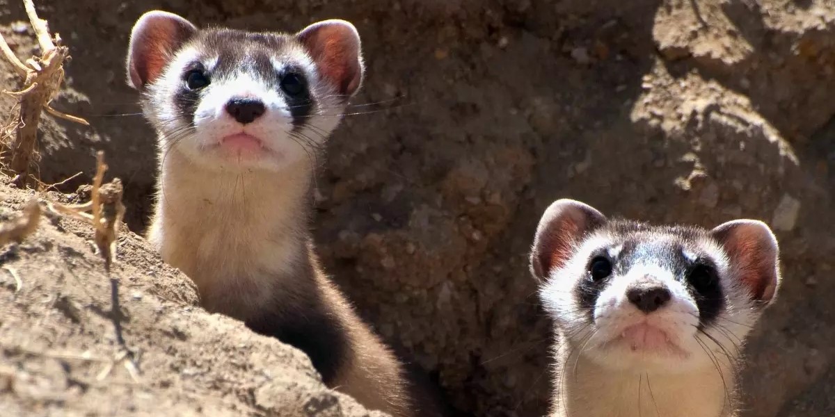 black footed ferret eating prairie dog