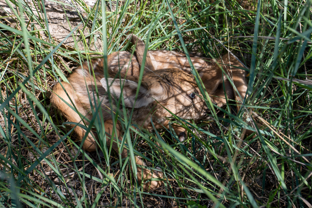 A mule deer fawn lays in the grass