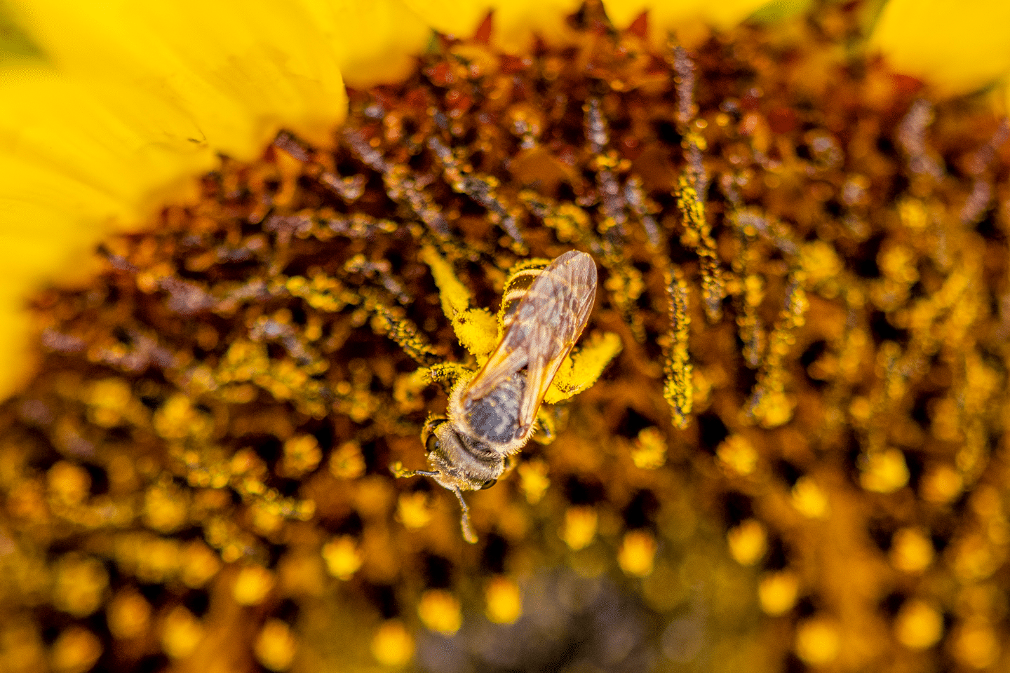 A bee covered with pollen on a flower