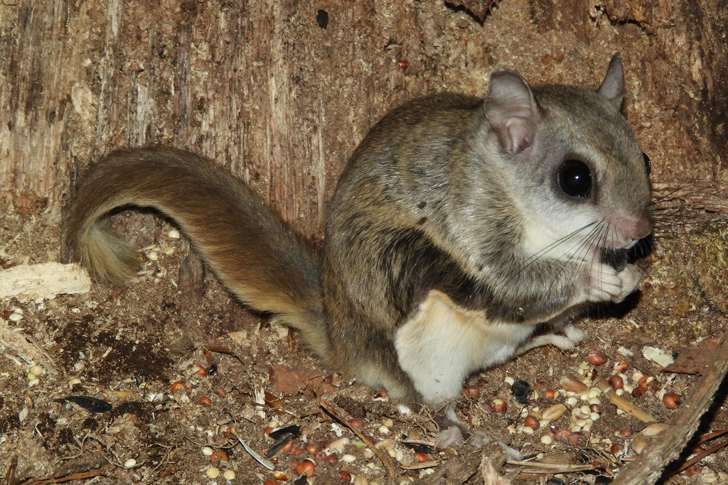 Read More: Southern Flying Squirrel