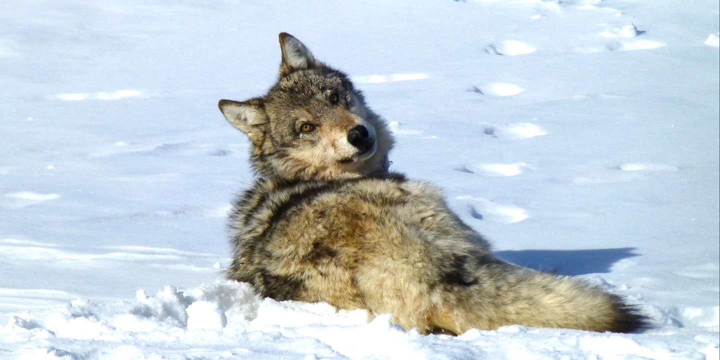 why is the endangered gray wolf