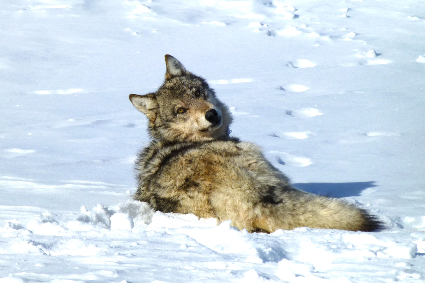 gray wolves diet