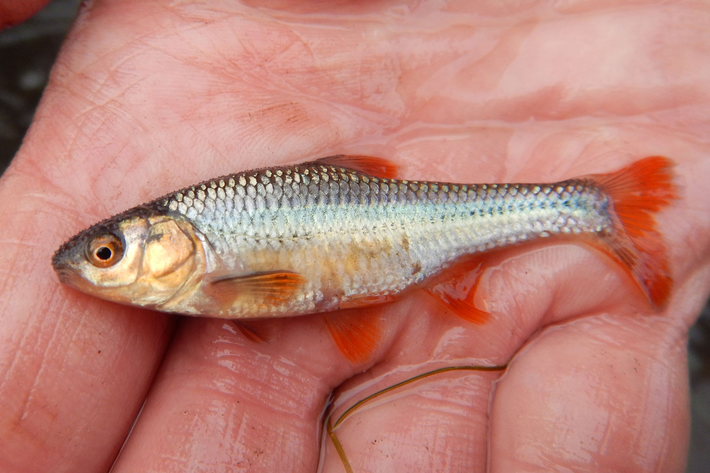 Topeka Shiner  Nebraska Game & Parks Commission