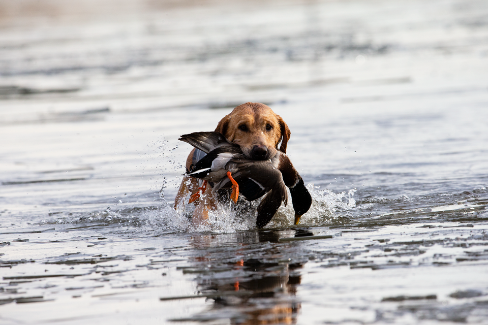 Read More: Duck hunters select from two bag limits when registering for HIP