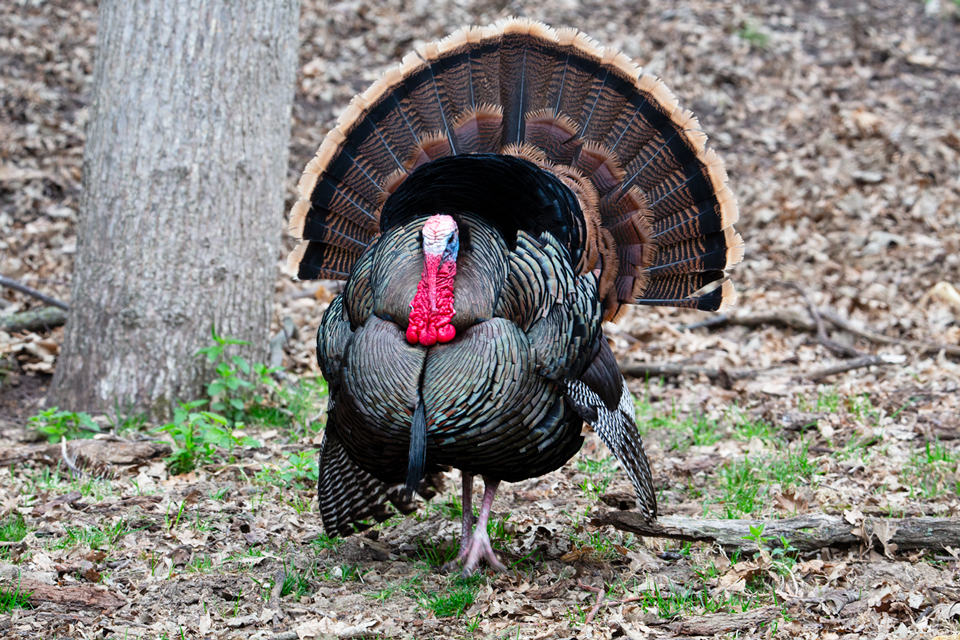 Nebraska fall turkey permits available beginning Aug. 14