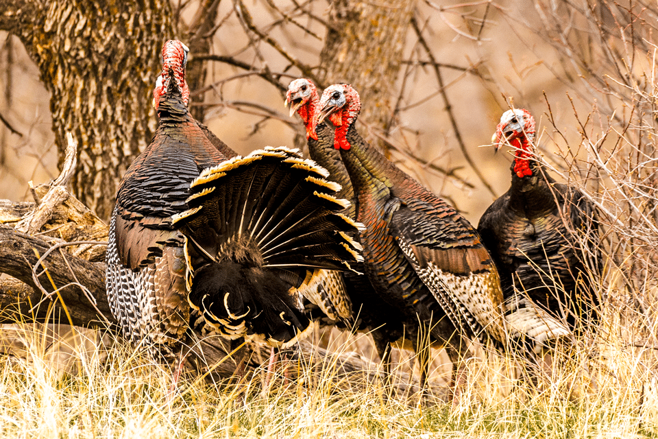 Read More: Game and Parks reminds hunters of changes for fall turkey season