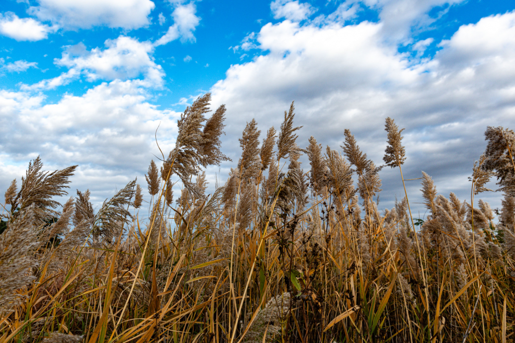 A view of phragmites seed tops