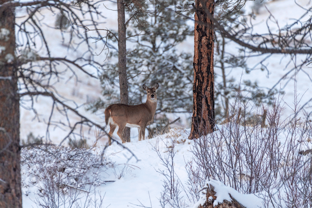 A doe in a snowy forest