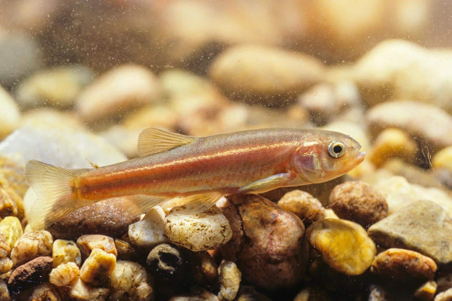 Northern Redbelly & Finescale Dace