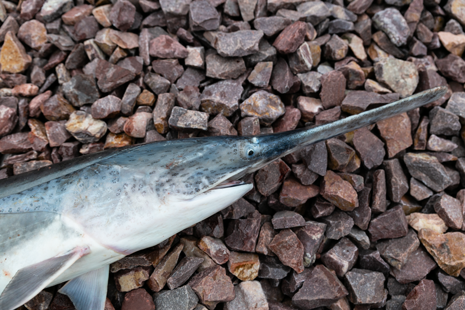 Archery paddlefish applications to be accepted March 1-14
