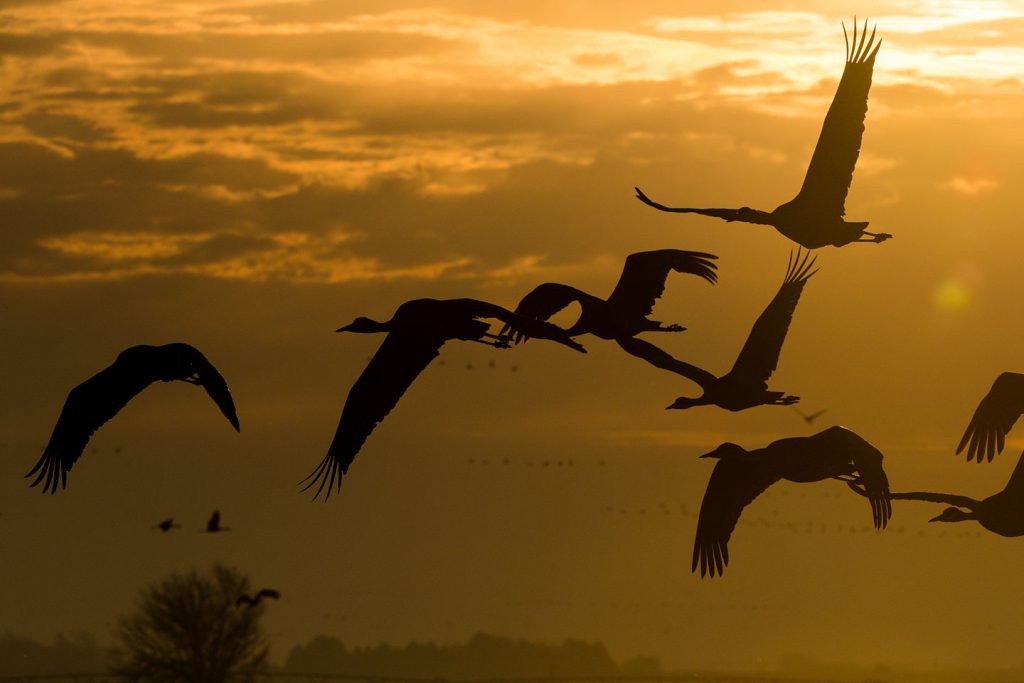 Silhouetted sandhill cranes fly over the Platte River at dawn.