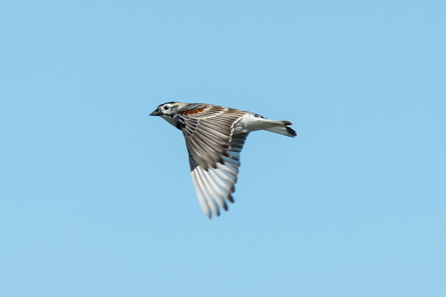 Thick-billed longspur