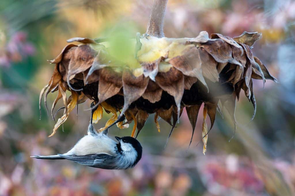A black-capped chickadee perches on a large sunflower