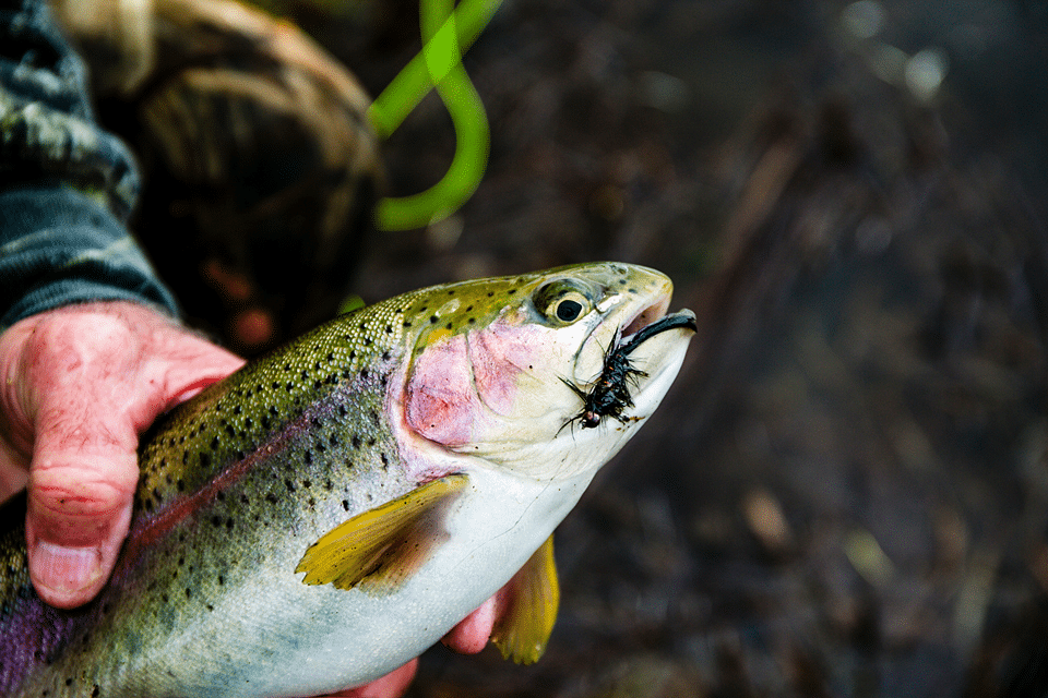 Additional rainbow trout stocked in three lakes